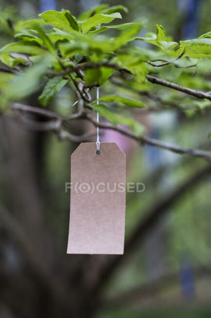 Close up di tag di carta in un albero, decorazione per una cerimonia di denominazione boschiva. — Foto stock