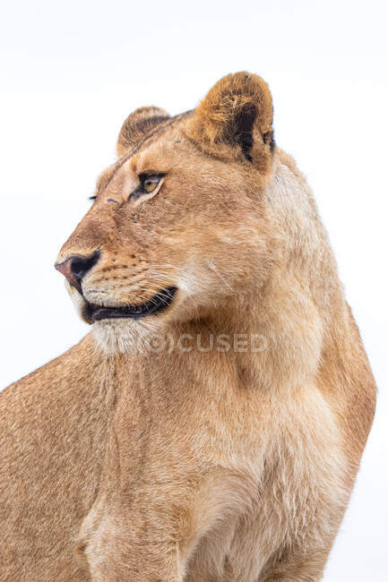 Un león, Panthera leo, mirando fuera de marco, fondo blanco - foto de stock