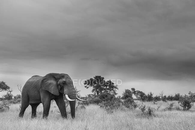 Слон, Лаксодонта африканта, прогулюючись крізь галявину, чорно-білим кольором. — стокове фото