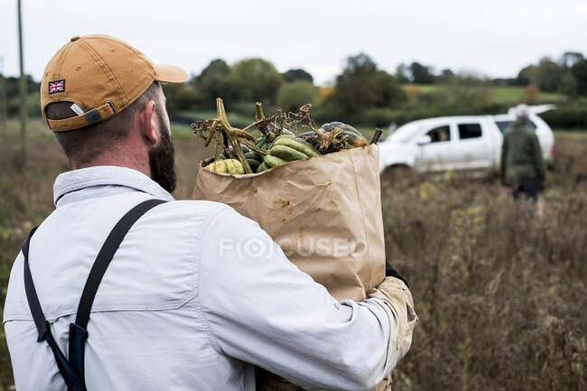 Agricultor caminando en un campo, llevando bolsa de papel con calabazas recién recogidas. - foto de stock