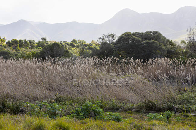 Tall reeds near Klein River, a mountain range in the background — Stock Photo