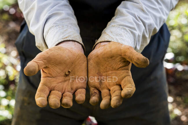 Крупный план рабочих рук фермера, покрытых красной почвой. — стоковое фото