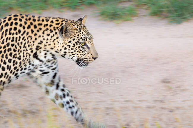 Um leopardo, Panthera pardus, caminhando em uma estrada de terra — Fotografia de Stock