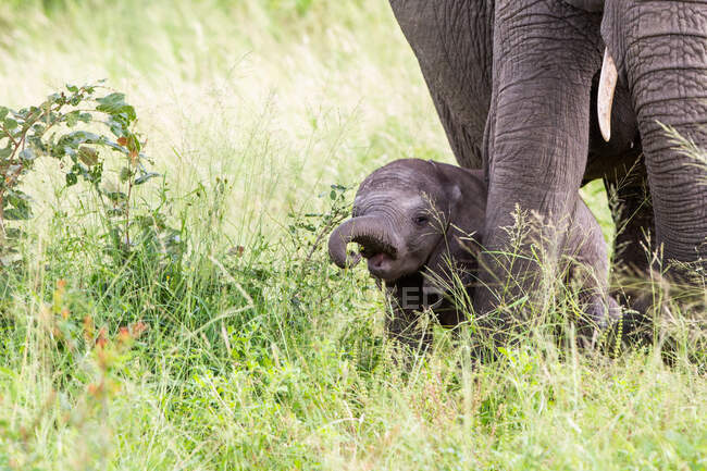 Слон теленок, Loxodonta africana, стоящий в высокой зеленой траве — стоковое фото