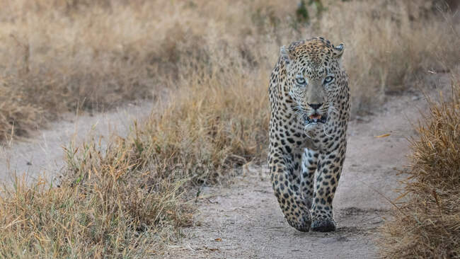 Ein männlicher Leopard, Panthera pardus, geht auf einem Straßenweg, direkter Blick — Stockfoto