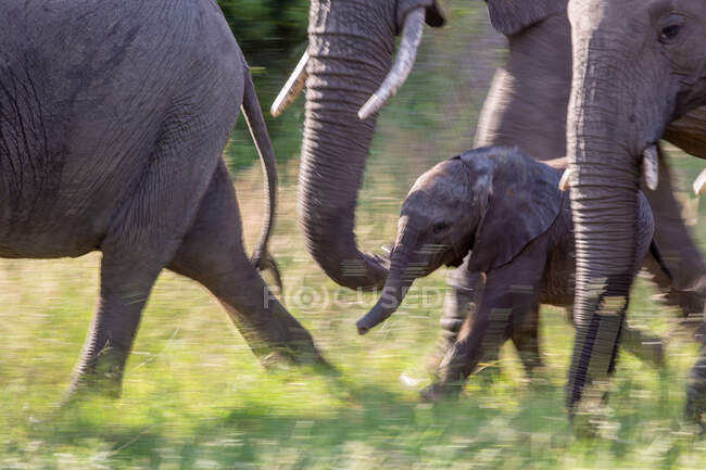 Ein Elefantenkalb, Loxodonta africana, läuft mit der Herde, Bewegungsunschärfe — Stockfoto