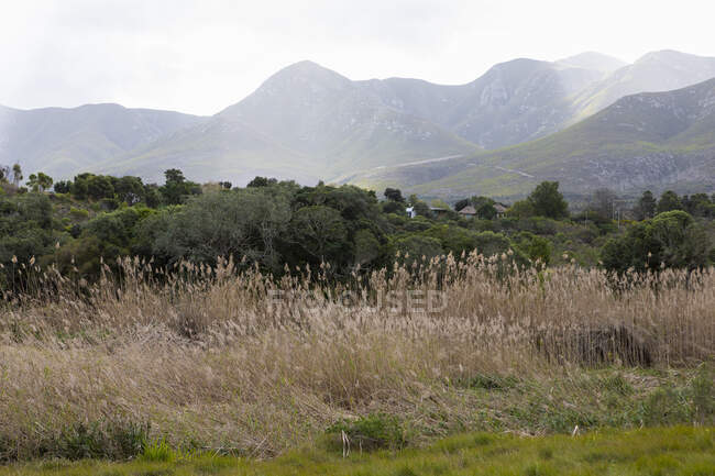 Roseaux près de Klein River, Stanford, Western Cape, Afrique du Sud — Photo de stock
