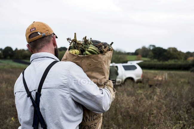 Agricultor caminando en un campo, llevando bolsa de papel con calabazas recién recogidas. - foto de stock