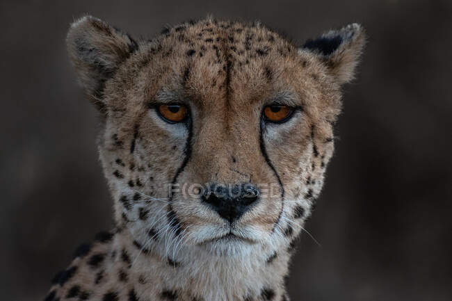 Ritratto di ghepardo, Acinonyx jubatus, sguardo diretto, occhi rossi — Foto stock