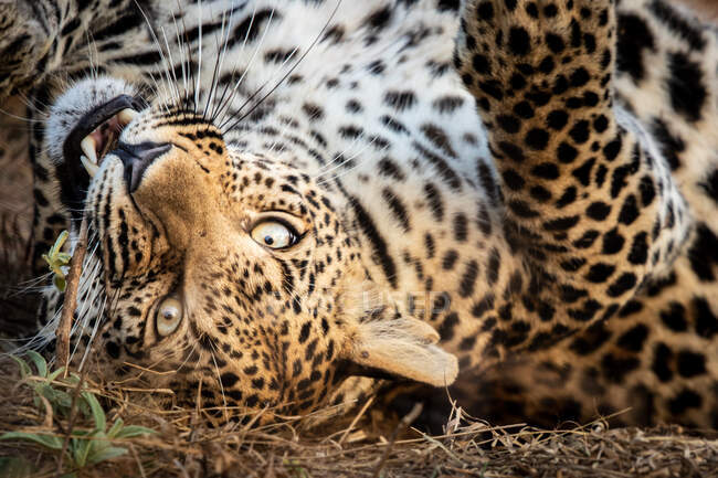 A leopard, Panthera pardus, rolling onto its back and bites a stick, direct gaze — Stock Photo