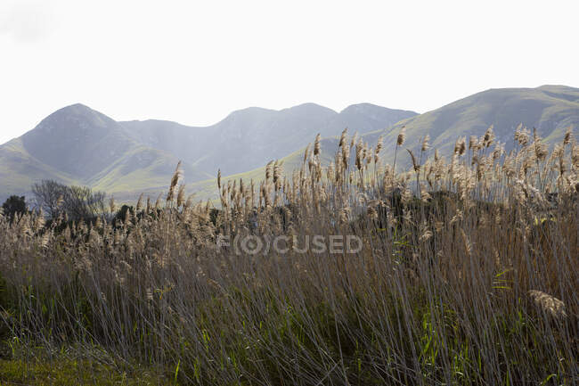 Roseaux hauts près de Klein River, paysage de chaîne de montagnes — Photo de stock