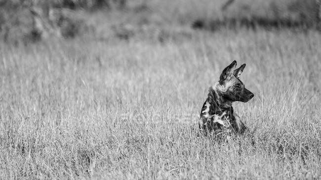 Ein wilder Hund, Lycaon pictus, sitzt im langen Gras und schaut aus dem Rahmen, schwarz-weiß — Stockfoto