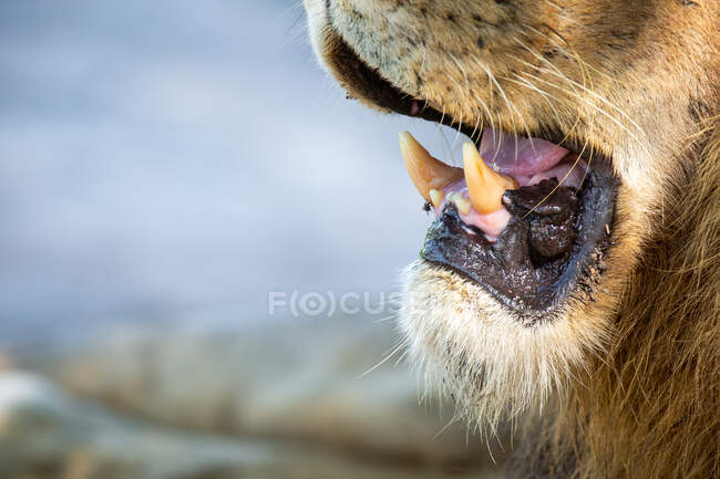 Un lion mâle, Panthera leo, dents et bouche — Photo de stock