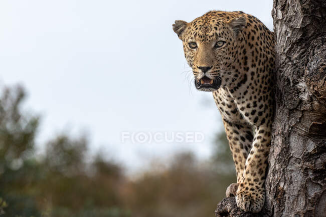 Un leopardo macho, Panthera pardus, de pie en un árbol, mirada directa, boca abierta - foto de stock