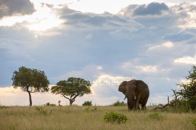 Un elefante, Loxodonta africana, caminando a través de un claro herboso, nubes de fondo - foto de stock
