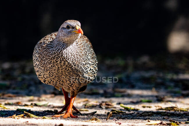 Uma galinha natal, Pternistis natalensis, caminhando em direção à câmera, olhar direto — Fotografia de Stock