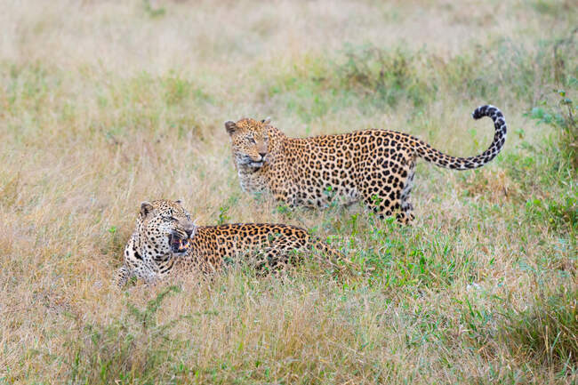 Dos leopardos, Panthera pardus, juntos en la hierba, uno gruñendo - foto de stock