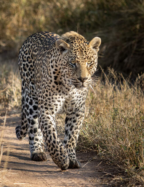 Un leopardo maschio, Panthera pardus, che cammina lungo un sentiero di sabbia, guardando fuori dalla cornice — Foto stock