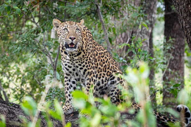 Un leopardo, Panthera pardus, sentado en un tronco y mirando hacia arriba, rodeado de vegetación - foto de stock