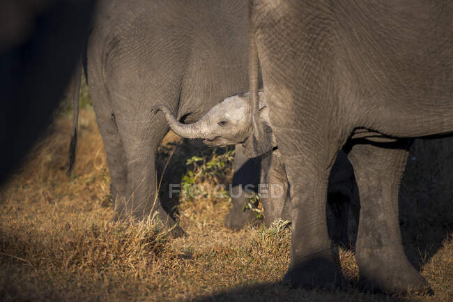 Un ternero elefante, Loxodonta africana, elevando su tronco a su madre - foto de stock