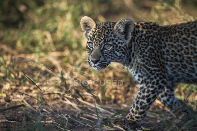 A leopard cub, Panthera pardus, walking and looking out of frame — Stock Photo