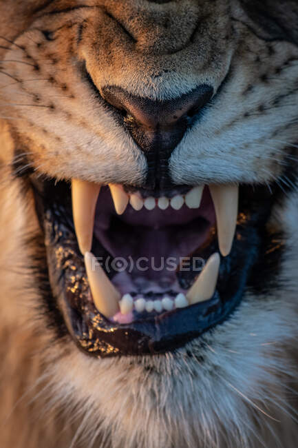 A boca de um leão a rosnar, Panthera leo — Fotografia de Stock