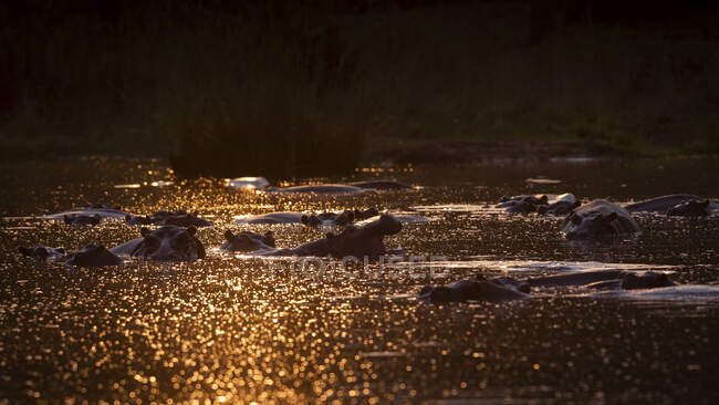 Une gousse d'hippopotame, Hippopotame amphibie submergé, la lumière du soleil sur l'eau — Photo de stock