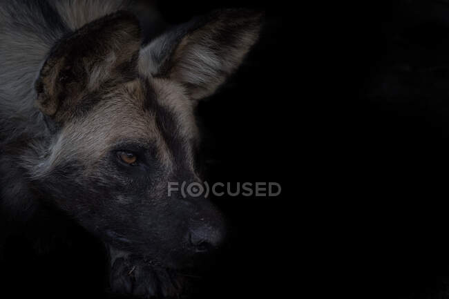 Un cane selvatico, Lycaon pictus, sfondo nero, guardando fuori dalla cornice — Foto stock