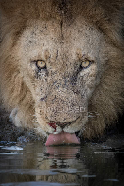 Un león macho, Panthera leo, golpeando el agua con su lengua, mirada directa - foto de stock