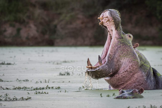 Ein Nilpferd, Nilpferd Amphibie, gähnt in einem grünen Wasserloch — Stockfoto