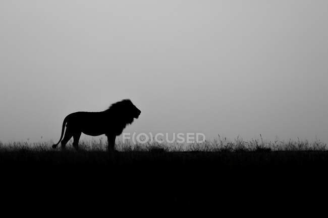 Silhouette di un leone maschio, Panthera leo, bianco e nero — Foto stock