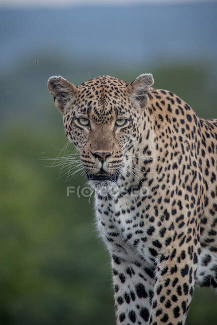 Un léopard mâle, Panthera pardus, regard direct, fond bleu-vert — Photo de stock