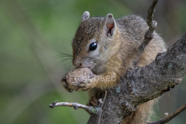 Um esquilo de árvore, Paraxerus cepapi, segurando uma semente — Fotografia de Stock