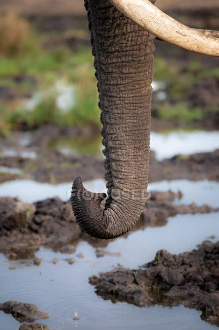 Un trompa de elefante, Loxodonta africana - foto de stock