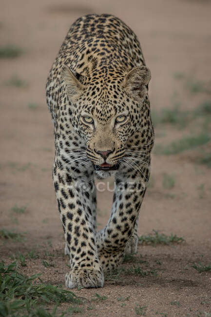 Um leopardo, Panthera pardus, caminhando em direção à câmera, olhar direto — Fotografia de Stock