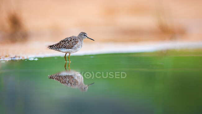 A wood sandpiper, Tringa glareola, standing in shallow water — Stock Photo