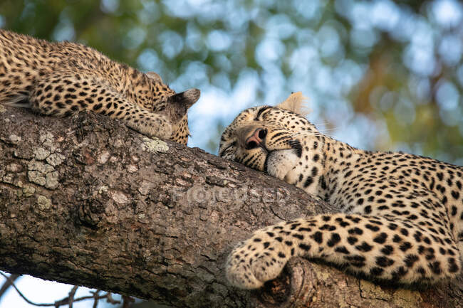Два леопарда, Panthera pardus, сплять на гілці дерева. — стокове фото
