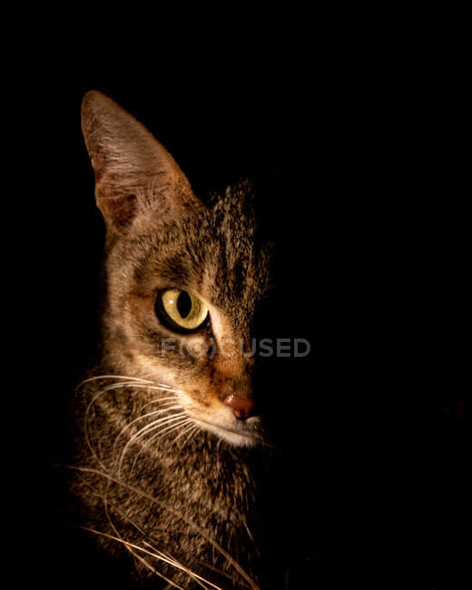 Eine afrikanische Wildkatze, Felis lybica, seitlich beleuchtet von einem Scheinwerfer in der Nacht, direkten Blick — Stockfoto