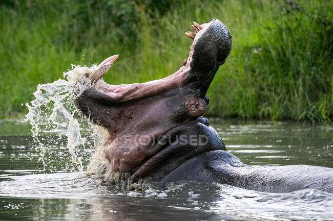 Un hippopotame, Hippopotame amphibie, bouche ouverte, bâillant, montrant des dents — Photo de stock