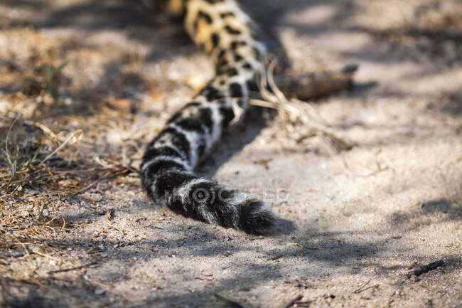 La cola de un leopardo en el suelo, Panthera pardus - foto de stock