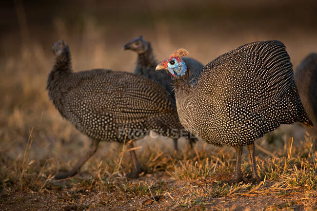 Um bando de galinhas da Guiné, Numida meleagris, de pé juntos — Fotografia de Stock