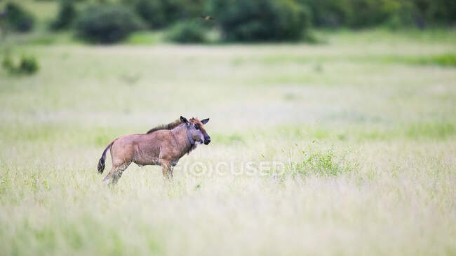 A wildebeest calf, Connochaetes taurinus, in grass — Stock Photo