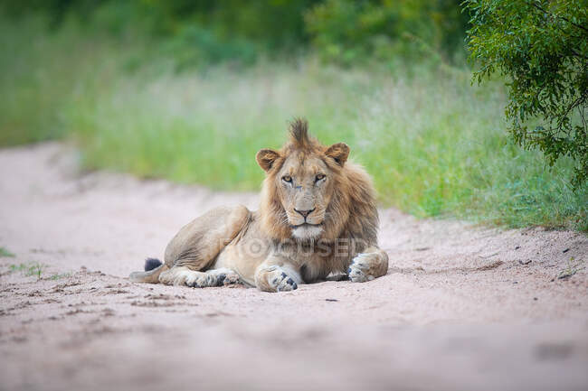 Un joven león macho, Panthera leo, tendido en un camino de arena, mirada directa - foto de stock