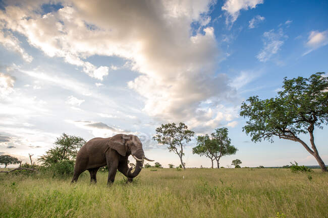 Un elefante, Loxodonta africana, caminando a través de un claro, nubes en el fondo - foto de stock