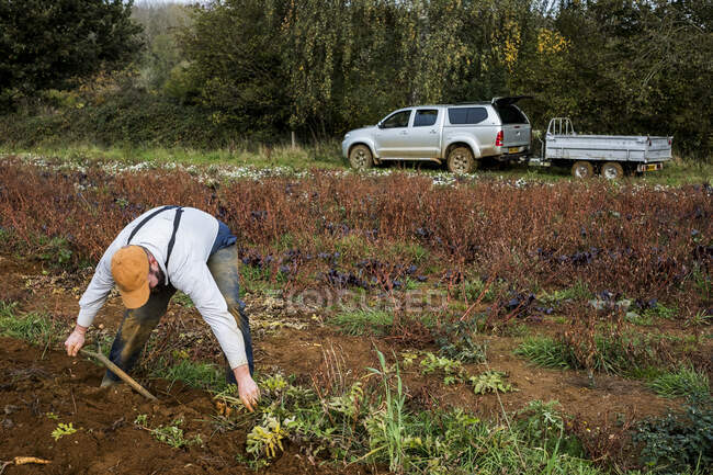 Bauer steht auf einem Feld und erntet Pastinaken. — Stockfoto