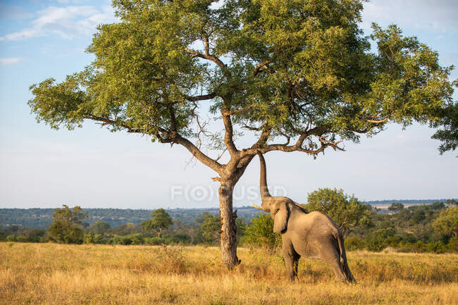 Un elefante, Loxodonta africana, solleva il tronco ad un ramo su un albero — Foto stock