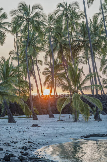Пальми на пляжі . — стокове фото
