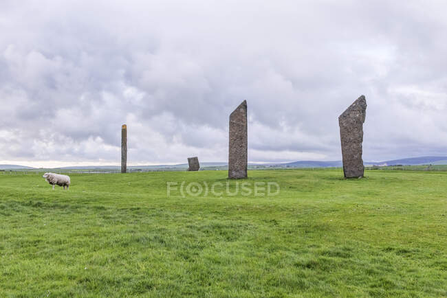 The Stones of Stenness in highland landscape, with a sheep in foreground. — Stock Photo