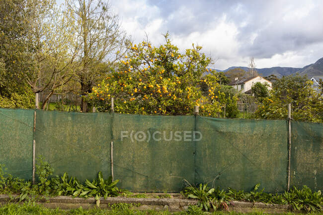 Frutos de naranja en un árbol frutal en un huerto - foto de stock