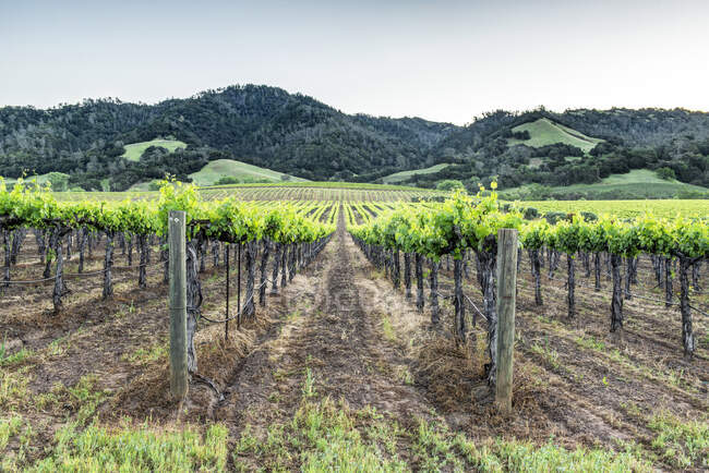 Paisaje con viñedos en Sonoma rural. - foto de stock